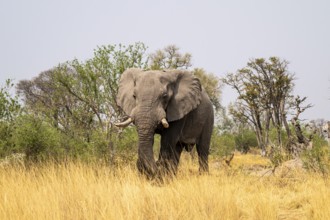 Elephant (Loxodonta africana) in dry grass, bull, Xakanaxa, Moremi Game Reserve, Botswana