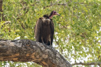 Black-capped vulture (Necrsoyrtes monachus) sitting on a branch, Xakanaxa, Okavango Delta, Moremi