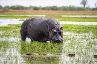 Hippopotamus (Hippopatamus amphibius), grazing in the shallow water of a lake, Okavango Delta,