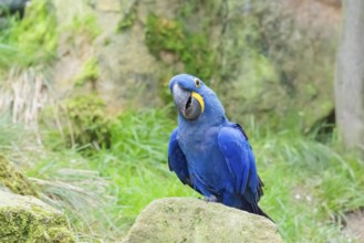 A hyacinth macaw (Anodorhynchus hyacinthinus) sits on a rock lying on a green meadow. Central and