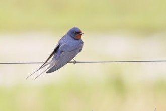 Barn Swallow (Hirundo rustica) sitting on a pasture fence, wildlife, animals, birds, swallows,