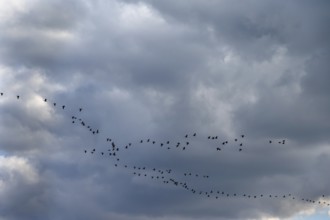 Wild geese (Anser anser) flying in formation under rain clouds (Nimbostratus) at the Darß,