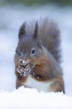 Red squirrel (Sciurus vulgaris) adult animal feeding on a nut in snow in winter, England, United