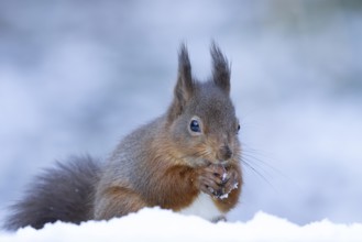 Red squirrel (Sciurus vulgaris) adult animal eating a hazel nut in snow in winter, England, United