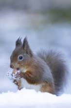 Red squirrel (Sciurus vulgaris) adult animal feeding on a hazel nut in snow in winter, England,
