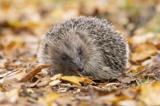 European hedgehog (Erinaceus europaeus) adult animal on fallen autumn leaves, England, United