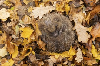 European hedgehog (Erinaceus europaeus) adult animal sleeping on fallen autumn leaves, England,
