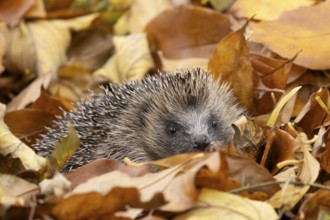 European hedgehog (Erinaceus europaeus) adult animal amongst fallen autumn leaves, England, United