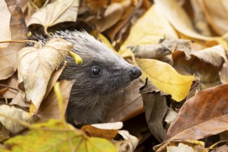 European hedgehog (Erinaceus europaeus) adult animal emerging from fallen autumn leaves, England,