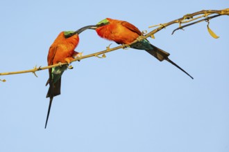 Carmine Bee-eater (Merops nubicus) Courtship behavier South Luangwa NP Zambia August