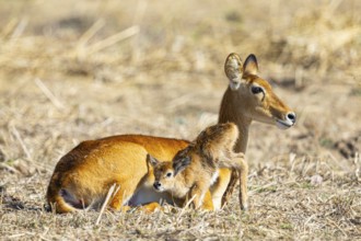 Puku (Kobus vardoni) female with new born fawn Zambia August