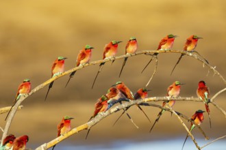 Carmine Bee-eater (Merops nubicus) Gathering at thebreeding ground South Luangwa NP Zambia August