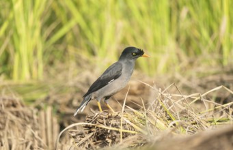 Jungle myna (Acridotheres fuscus) in a rice field, Sreepur, Gazipur, Bangladesh
