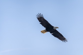 Bald eagle (Haliaeetus leucocephalus) in flight, Anchor Point at Cook Inlet, Anchor River State