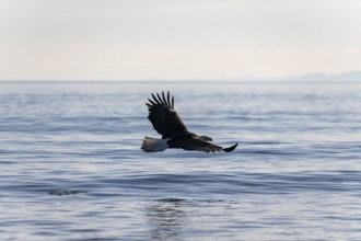 Bald eagle (Haliaeetus leucocephalus) in flight over the sea, Anchor Point at Cook Inlet, Anchor