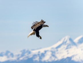 Bald eagle (Haliaeetus leucocephalus) in flight, Anchor Point at Cook Inlet, white mountain peaks