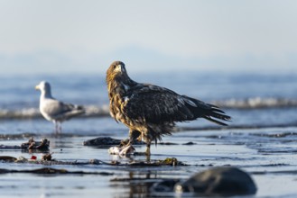 Bald eagle (Haliaeetus leucocephalus) on the beach with prey, Anchor Point, Cook Inlet, Anchor