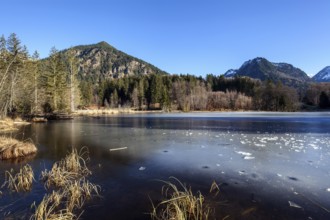 Moor, moor pond, icy, winter, behind Allgäu Alps, Oberstdorf, Oberallgäu, Allgäu, Bavaria, Germany