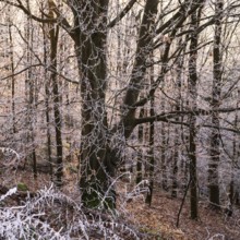 Wintery forest with hoarfrost on Königstuhl mountain, Rhein-Neckar district, Baden-Württemberg,