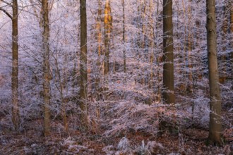 Wintery forest with hoarfrost on Königstuhl mountain, evening light, sunset, Rhein-Neckar district,