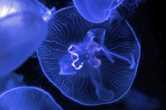 Jellyfish, moon jellyfish (Aurelia aurita) in the Ozeaneum, Hanseatic city of Stralsund,