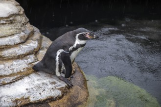 Humboldt penguin (Spenuiscus humboldti), penguin enclosure, Ozeaneum, Natukundemuseum, Stralsund,