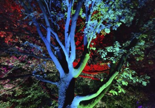 Illumination during the Herbstlichtgarten event in Sauerlandpark in the evening in Hemer,