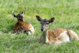 Dams (dama dama) Bald deer, hinds, resting on a meadow at the edge of the forest, Vogelsberg,