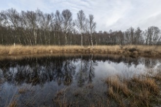 Moorland, Bargerveen, Drenthe, Netherlands