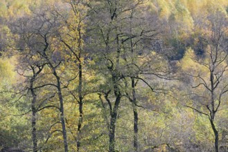 View over the autumn forest, Arnsberger Wald nature park Park, North Rhine-Westphalia, Germany