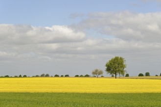 Deciduous trees, row of trees in the field landscape, green grain field and flowering rape field