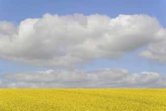 Rapeseed (Brassica napus), flowering rapeseed field, blue cloudy sky, North Rhine-Westphalia,