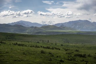 Tundra and glaciated peak of Denali or Mount McKinley, mountainous landscape, Denali National Park,