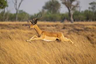Impala (Aepyceros melampus) male jumping, running, on the run, Xakanaxa, Okavango Delta, Moremi