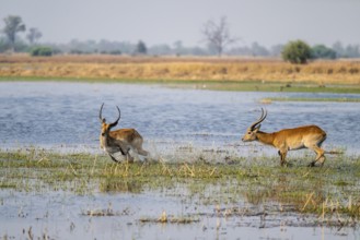 Letschwe or lychee moor antelope (Kobus leche), adult male, Xakanaxa, Okavango Delta, Moremi Game