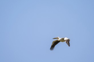 Pink pelican (Pelecanus onocrotalus) in flight, on the Kavango River, Namibia