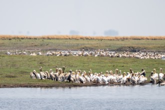 Pink pelican (Pelecanus onocrotalus), flock at the Kavango River, Namibia