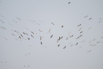 Pink pelican (Pelecanus onocrotalus), flock of birds circling in the sky, birds in flight, Namibia
