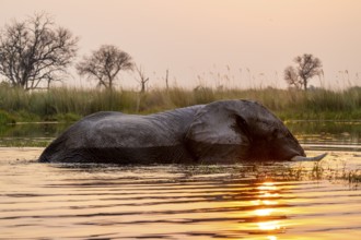 African elephant (Loxodonta africana) in the swamp, Xakanaxa Lagoon, Okavango Delta, Moremi Game