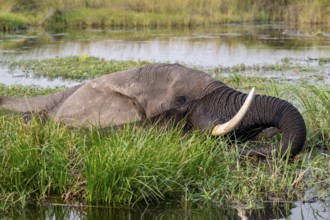 African elephant (Loxodonta africana) swimming in the swamp, Xakanaxa Lagoon, Okavango Delta,