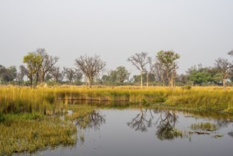 Swamp, Xakanaxa Lagoon, Okavango Delta, Moremi Game Reserve, Botswana
