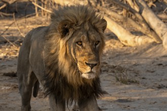 Maned lion, lion (Panthera leo), Savuti, Chobe National Park, Botswana