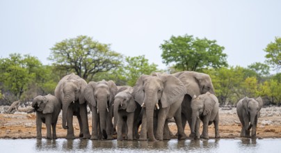 Herd of animals, animal family with young, African elephant (Loxodonta africana) drinking at a