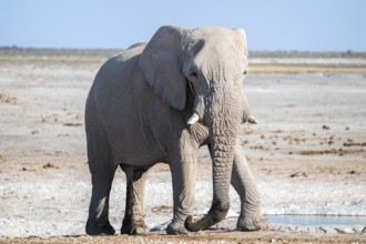Lone African elephant (Loxodonta africana) drinking at a waterhole, Etosha National Park, Namibia