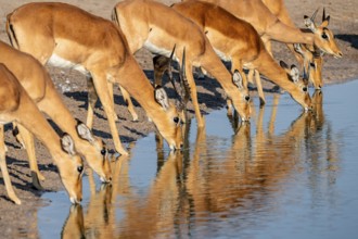 Impala (Aepyceros melampus) drinking at a waterhole, reflection, Savuti, Chobe National Park,