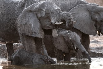 Herd of elephants, African elephant (Loxodonta africana) with young at the waterhole, sunset,