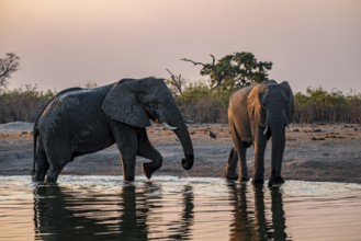 Herd of elephants, African elephant (Loxodonta africana) at the waterhole, sunset, Savuti, Chobe