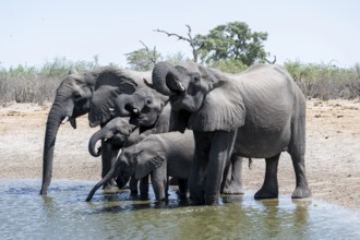 Herd of elephants at a waterhole, African elephant (Loxodonta africana), Savuti, Chobe National