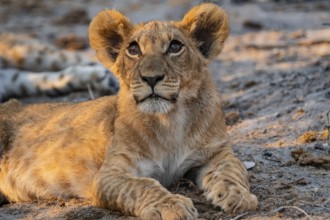 Cub, lion (Panthera leo) lying, Savuti, Chobe National Park, Botswana