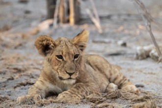 Cub, lion (Panthera leo), Savuti, Chobe National Park, Botswana